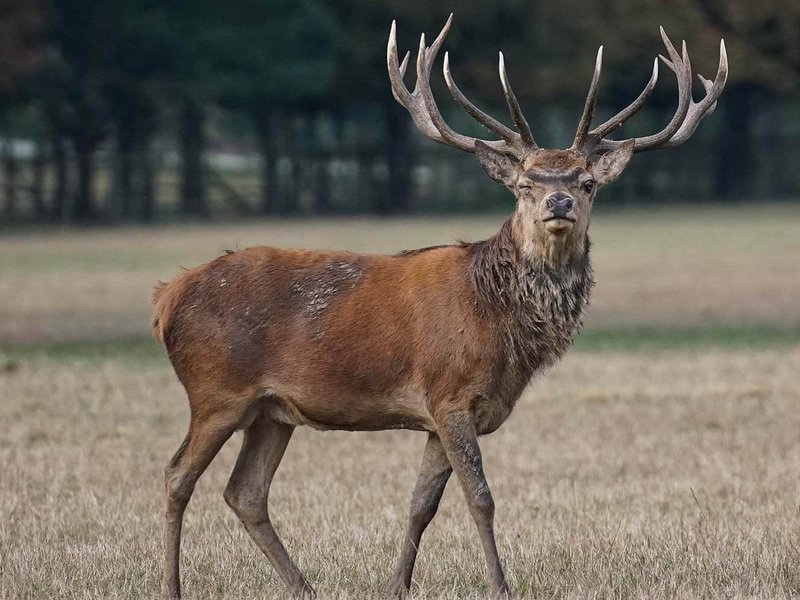 Foto: HUK Coburg - Ein Zusammenstoß mit einem kapitalen Hirsch kann dramatische Folgen für Auto, seine Insassen und das Tier haben