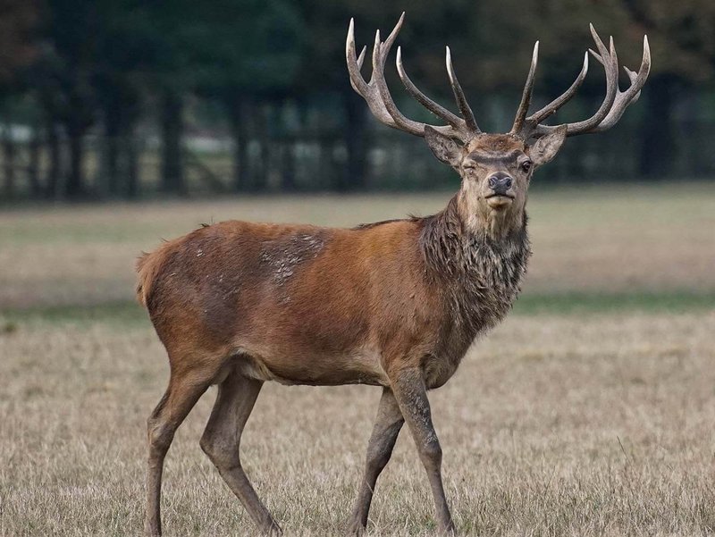 Foto: HUK Coburg - Ein Zusammenstoß mit einem kapitalen Hirsch kann dramatische Folgen für Auto, seine Insassen und das Tier haben